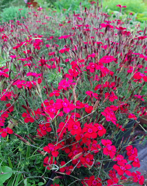 Dianthus deltoides `Guddis Rote`
